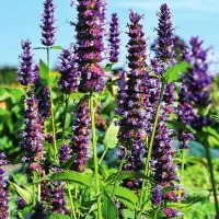 Купить Многоколосник Морщинистый семена