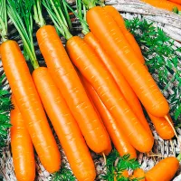 Купить семена Морковь Корона