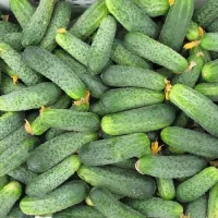 купить Огурец Аякс