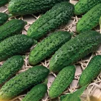 Купить Огурец Эколь F1