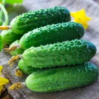 Купить Огурец Эколь F1