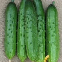 Купить Огурец Эстафета F1