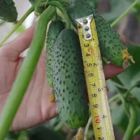 Купить Огурец Гоша