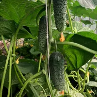 Купить Огурец Гоша