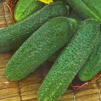 Купить Огурец Трилоджи F1