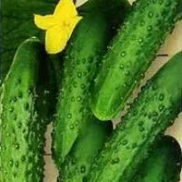 Купить Огурец Ухажер F1