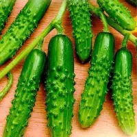 Купить Огурец Ухажер F1