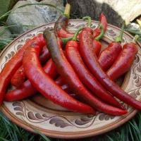 Купить Перец Бараний рог Русский огород