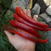 Купить Перец Бараний рог Русский огород