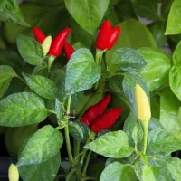 Купить  Перец декоративный Феникс