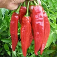 Купить Перец Двойное изобилие