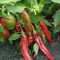 Купить Перец Двойное изобилие