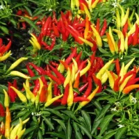 Купить  Перец Горгона декоративный