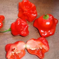 Купить перец  Визирь Колокольчик