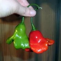 Купить Перец острый Звонок