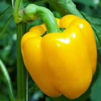 Купить  Перец Король Севера