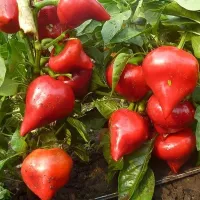 Купить Перец Леся