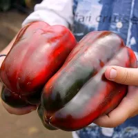 Купить Перец Маршал Жуков