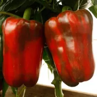 Купить Перец Маршал Жуков