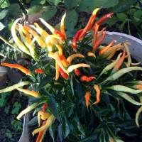 Купить Перец Медуза декоративный