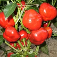 Купить  Перец Новогогошары