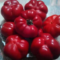 Купить  Перец Новогогошары