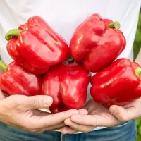 Купить Перец Партнер