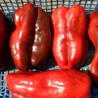 Купить Перец Русский размер