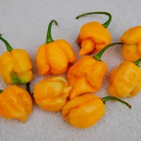 Купить перец Тринидадский скорпион желтый