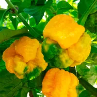 Купить перец Тринидадский скорпион желтый