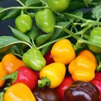 Купить  Перец Трюфелек балконный смесь