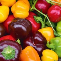 Купить  Перец Трюфелек балконный смесь