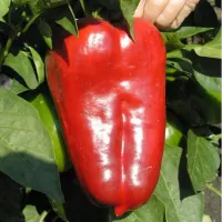 Купить  Перец Уральский толстостенный F1