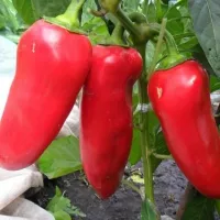 Купить Перец Воловье ухо