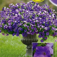 Купить Петунию Минибелло синяя