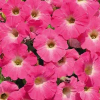Купить Петуния Минибелло розовая