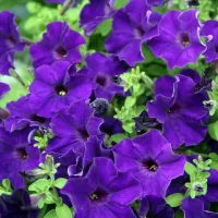 Купить Петунию Минибелло синяя