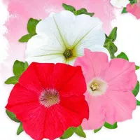 Купить Петуния Пендолино