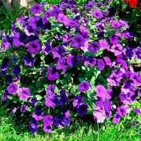 Купить Петунию СуперКаскадную синюю
