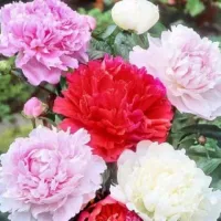 Купить Пион микс