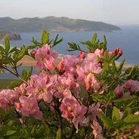 Купить Рододендрон Шлиппенбаха