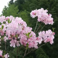 Купить Рододендрон Шлиппенбаха