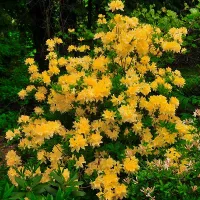 Купить Рододендрон Желтый