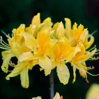 Купить Рододендрон Желтый