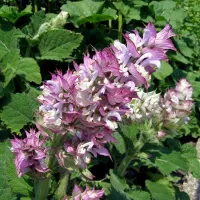 купить Шалфей мускатный Вкус грибов