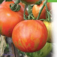 Купить Томат Амурский тигр