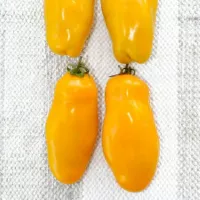 Koupit semena Tomato Auria Yellow