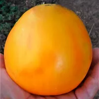 Купить томат Бычье сердце янтарное желтое