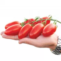 томат джекпот новинки 2019 г купить семена