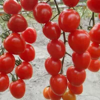 Купить семена Томат Клубничка